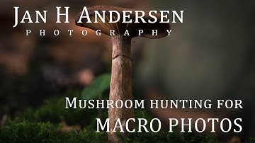 Mushroom hunting for MACRO PHOTOS