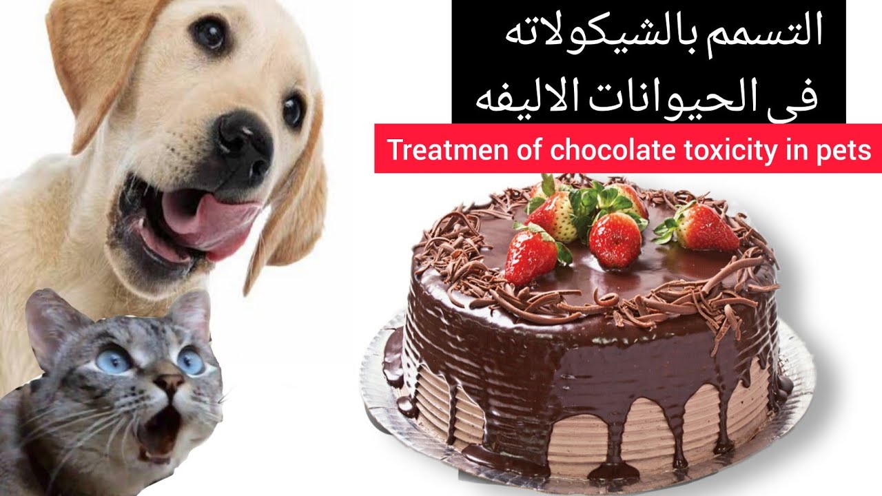 التسمم بالشيكولاته في الحيوانات الاليفه..Treatment of chocolate toxicity in pets