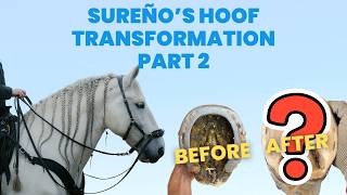 Sureño's Hoof Transformation Part 2 (Finally)