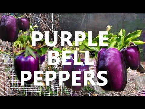 Video: Purple Peppers