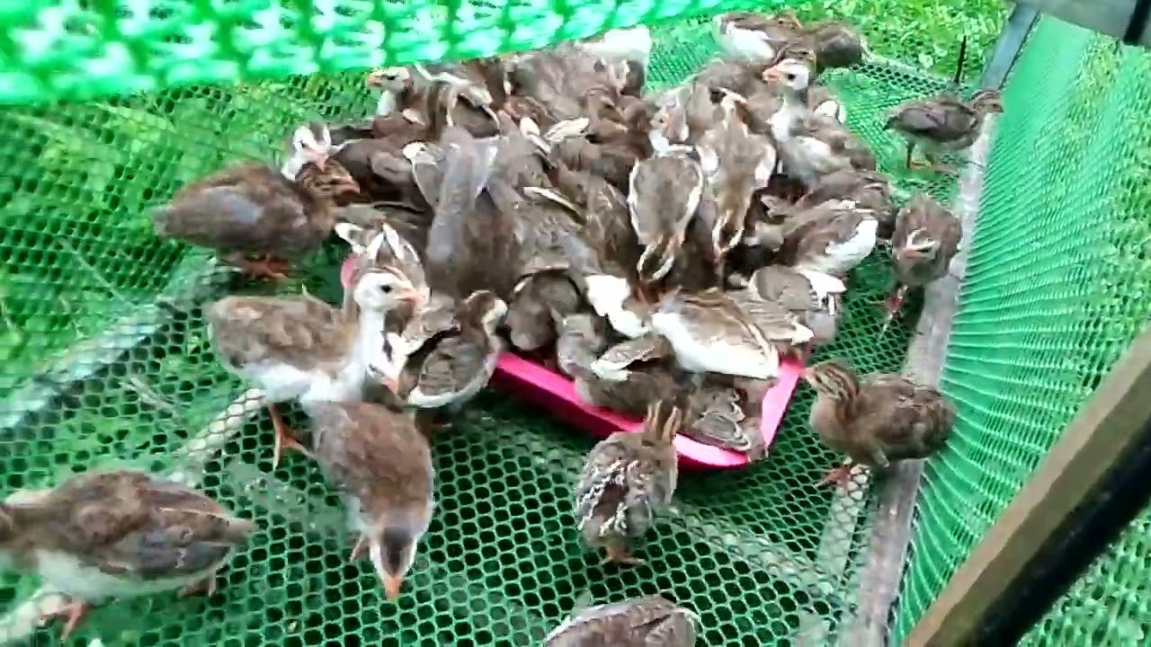 ลูกไก่ต๊อกสีด่างตัวละ100บาท 0649705823