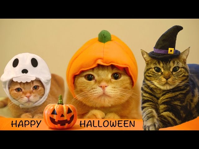 Happy Halloween! 9 cats. - YouTube