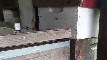 Amazing Bee Hive Swarm Video (Part 1)