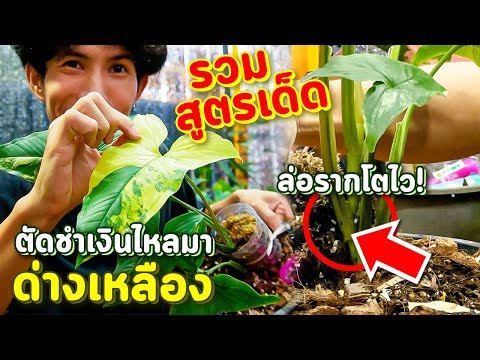 รวมสูตรเด็ด! ตัดชำเงินไหลมาด่างเหลือง ล่อรากให้โตไว คุยปัญหาทำไมใบถึงชอบช้ำน้ำ พร้อมสูตรดินปลูก