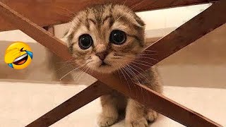 Dogs And Cats Doing Funny Thing's -BEST OF FUNNY ANIMALS😂 #funnyvideo by Cute pets54 57 views 2 weeks ago 4 minutes, 21 seconds