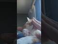 마무리는 뽀뽀 #고양이 #귀여워