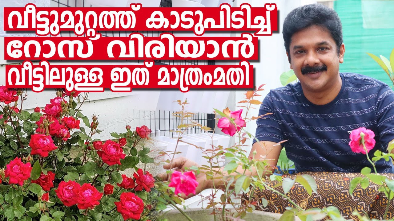റോസിന് വിന്നാഗിരി ഒഴിച്ചുകൊടുത്തുനോക്കൂ മുറ്റംനിറയെ പൂക്കൾ വിരിയുന്നത് കാണാം | Rose Increasing Tips