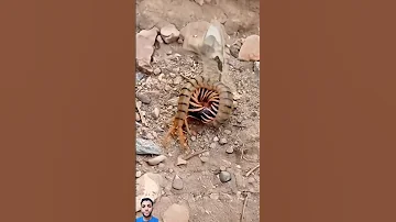 ام جنيب تددغبل مضالعها بالحرقشه ببساطه Shorts 