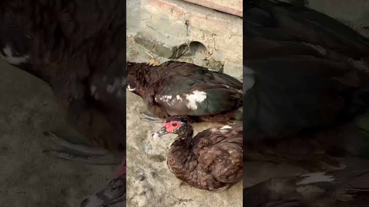 Happy and Cute Ducks Mating🦆 হাঁসের খামার 