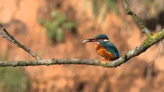 Kingfisher