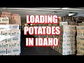 Loading Potatoes in Idaho