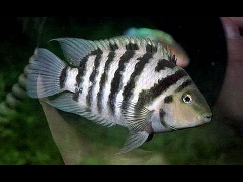 Цихлазома чернополосая (Cichlasoma nigrofasciatum)