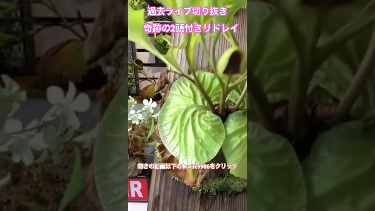奇跡!!の2頭付き、リドレイ!!こんなに綺麗に2株同じペースで育つ