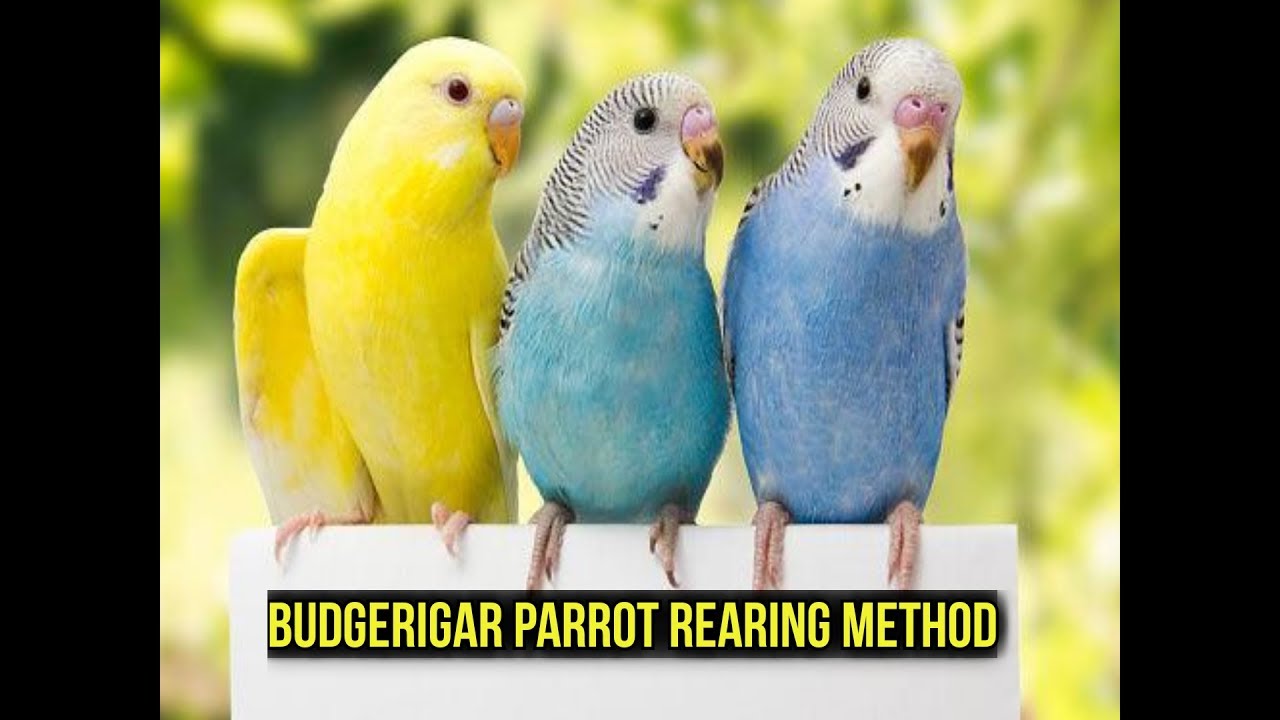 Budgerigar bird rearing , how to care Budgerigar parrot - YouTube