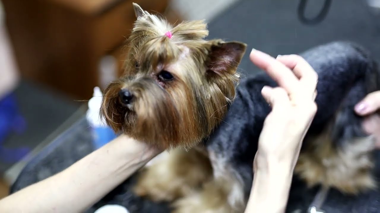 Классическая стрижка морды Йорка - Бэбифейс. - YouTube