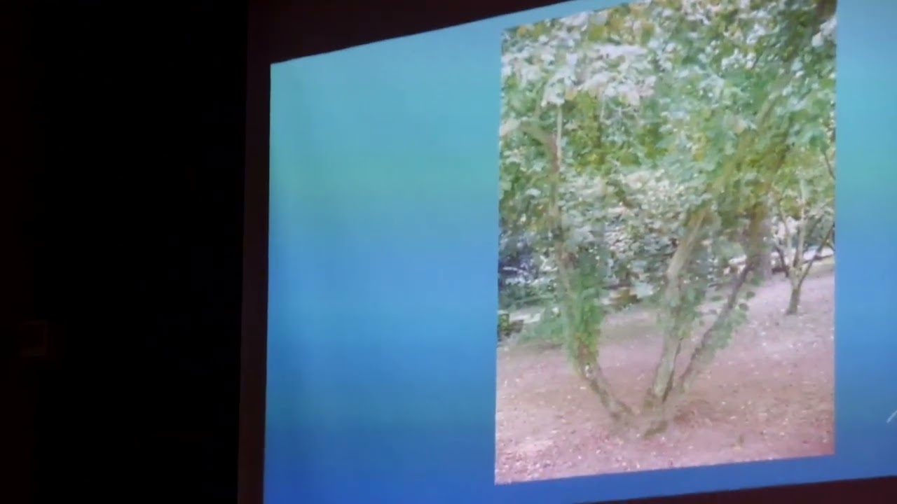 Tek gövdeli fındık yetiştiriciliği 4