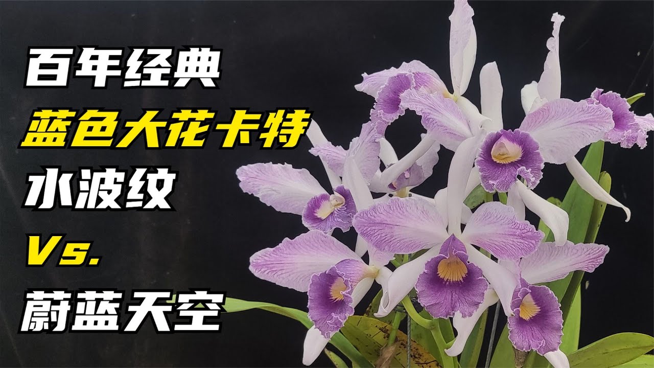 296 百年经典的蓝色大花嘉德丽亚兰，水波纹和蔚蓝天空怎么分，秒懂