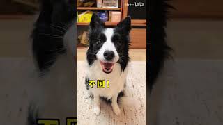 一个狗为了不工作，连哈欠都可以装！#狗狗 #狗 #宠物 #边牧 #dog #dogs #doglife #dogvideos #pets #pet #family #萌宠 #老友狗狗 #萌寵