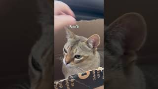 Doo Daa Do Daa  cat hugh funny