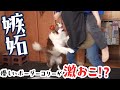 【やきもち】息子をおんぶしたら本気で嫉妬しちゃったボーダーコリー【休日の日常】