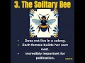 You Only Know 1 of these 5 Bee Types! 🐝 #shorts #animalfacts #learnenglishwithmrben