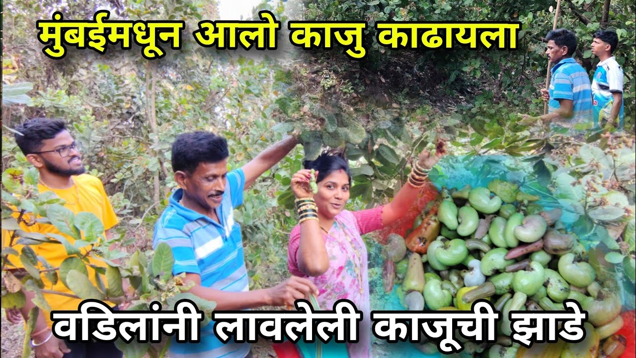 मुंबईमधून आलो काजु काढायला😳👀 | वडिलांनी लावलेली काजूची झाडे😍  #villagevlog #minivlog #vlog #vlogging