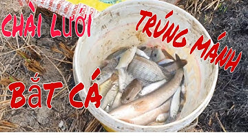 Chuyến hành trình đi chài lưới bắt cá trên cánh đồng, và trúng được mùa cá hội