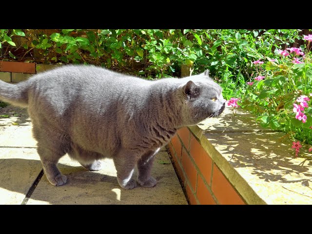 British Shorthair Cats Garden Adventure