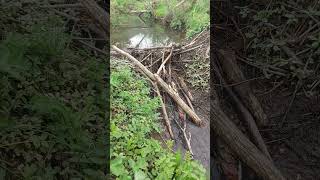 Today I found my first ever beaver dam! #beavertracking #beavers #rewilding