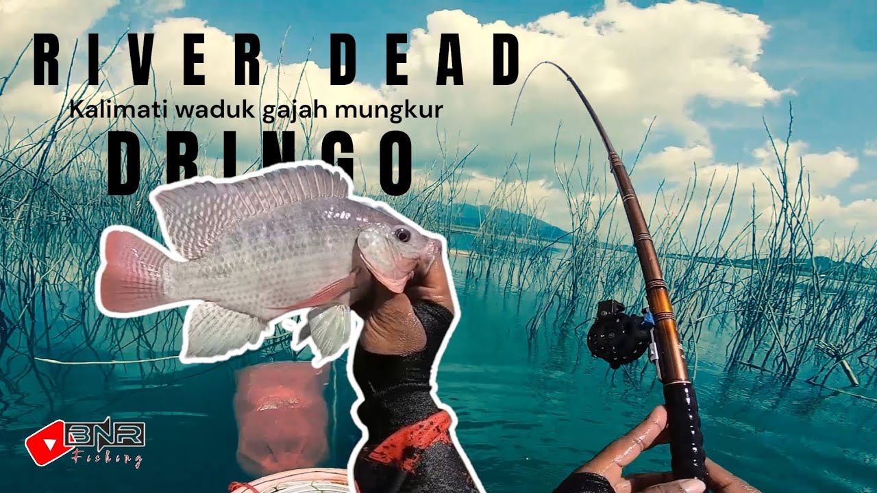 WGM spot dringo kalimati | bagian 1 (sisi luar kalimati) 