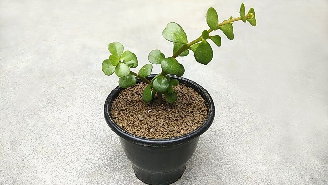 Grow jade plant from cutting | Grow indoor plants easy way