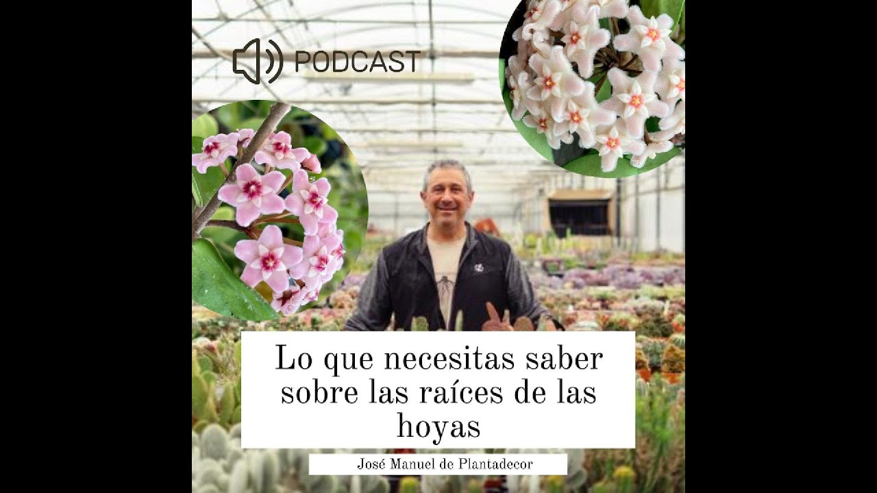 Lo que necesitas saber sobre las raíces de las hoyas para cultivarlas con éxito