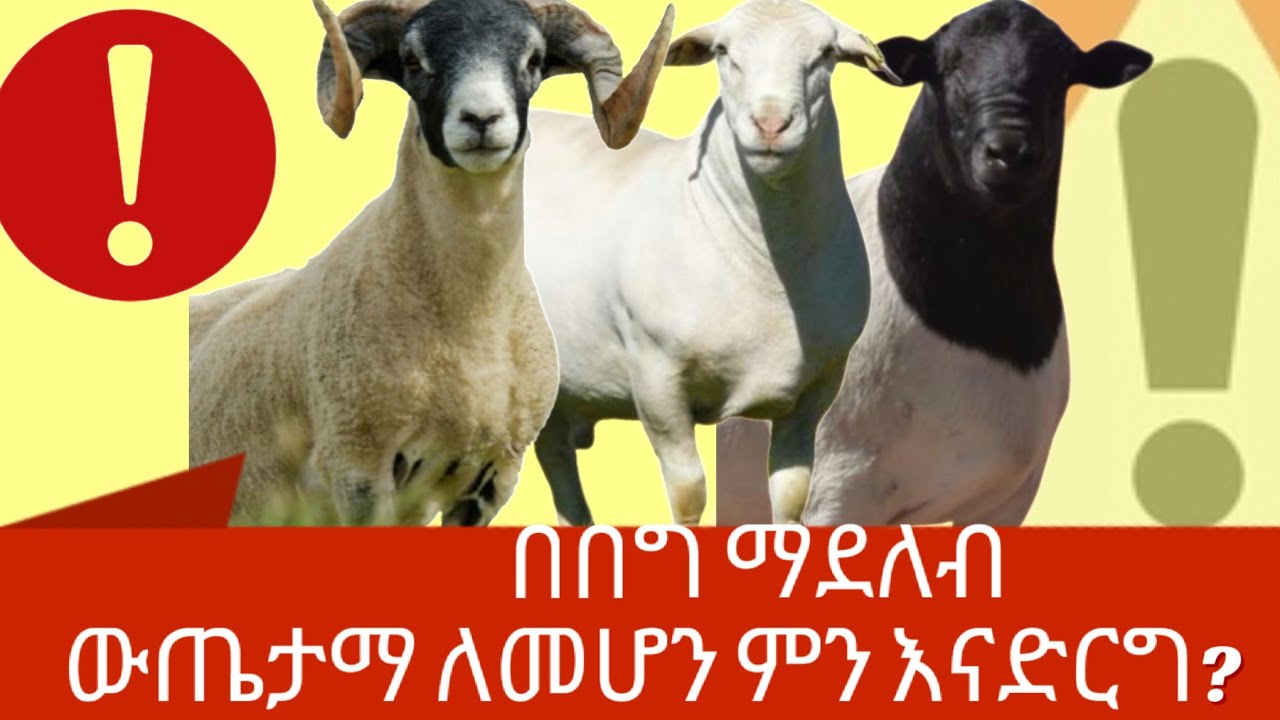 በበግ እርባታ  መስራት የሌለብን ስህተት ምንድነው?