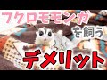 フクロモモンガを飼うデメリット!大変なので飼わない方がいいです。笑