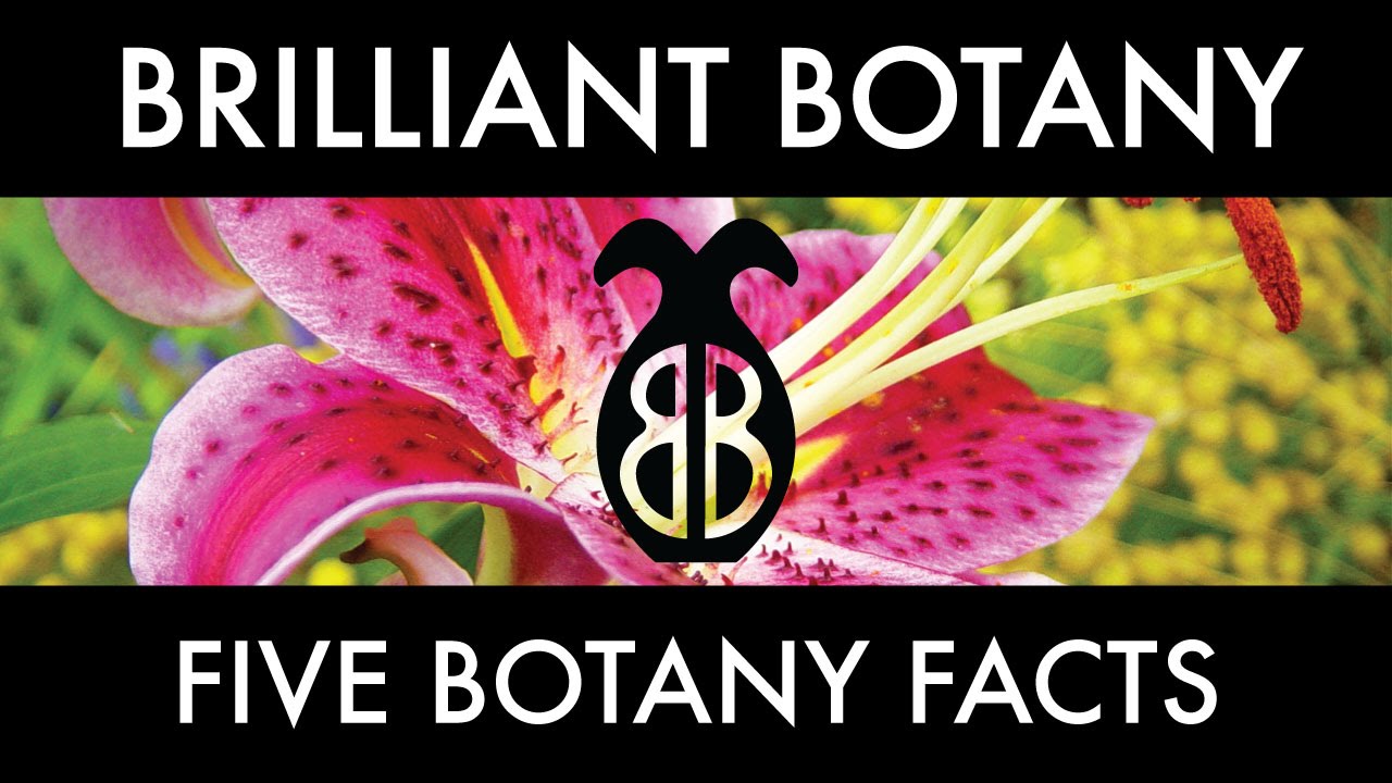 Five Botany Facts! YouTube