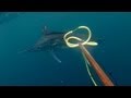 Spearfishing Black Marlin - Tim McDonald