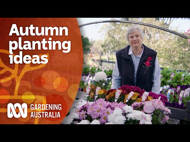Autumn planting ideas to bring out your garden's colour | Garden Inspiration | Gardening Australia class=