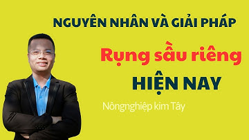 CÁC NGUYÊN NHÂN VÀ GIẢI PHÁP RỤNG TRÁI NON SẦU RIÊNG #saurieng #caytrong #giaiphap