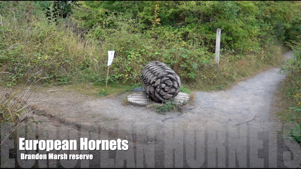 European Hornets (Vespa Crabro)