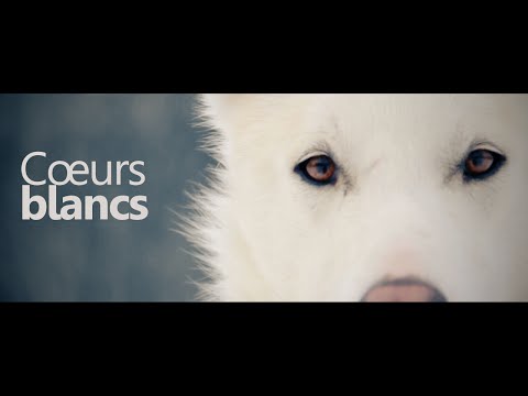 Vidéo: Comment les chiens se saluent-ils normalement?