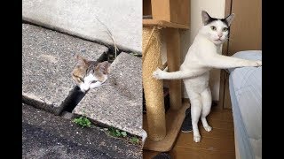 猫ちゃんが詰んでしまったドジな瞬間がじわじわ面白いｗ～The moment a clunker that cat had picking interesting.