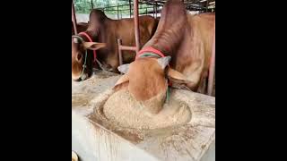 Smart cow