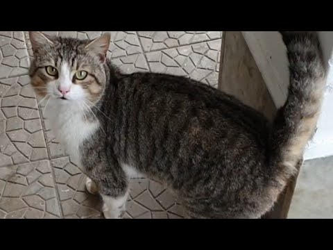 Video: Reazioni Dietetiche Nei Gatti