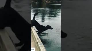 funniest dog swiming #shorts #funny #dogs #trynottolaugh #tiktokvideo