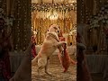 Cat and Dog Dance Together… Cutest Performance Ever! ❤️