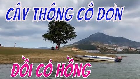 Cây Thông Cô Đơn Và Đồi Cỏ Hồng - Đà Lạt: 2 Điểm Du Lịch Cực HOT