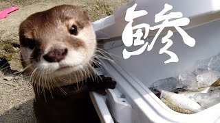We were swimming in the river, our viewers brought us a lot of fish they fished![Otter life Day 317]