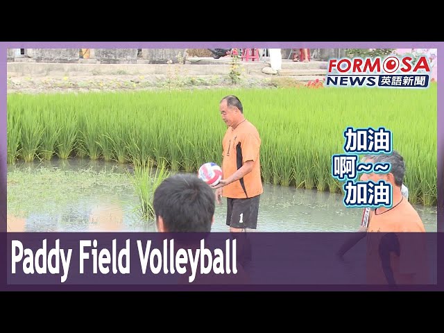 Changhua farmers win fame for a volleyball tournament in the paddy fields｜Taiwan News