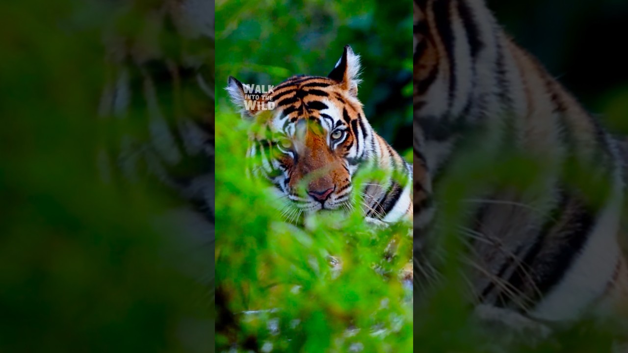 Real eyes real danger in Indian forests #wildlife #jungle #shorts