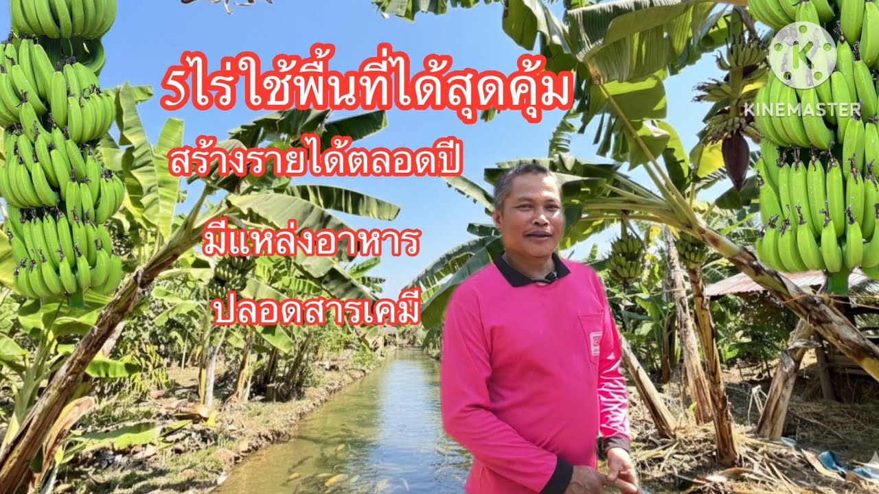 5ไร่ใช้พื้นที่ได้สุดคุ้ม#สร้างรายได้ตลอดปี#มีแหล่งอาหาร#ปลอดสารเคมี#automobile 